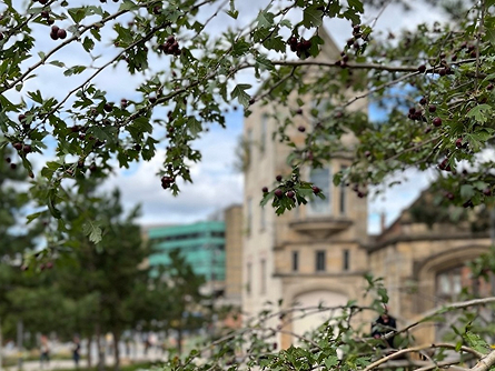 View of Manchester Arena through trees