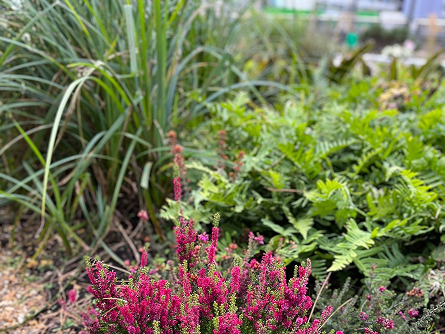 Native plants used at the Glade of Light