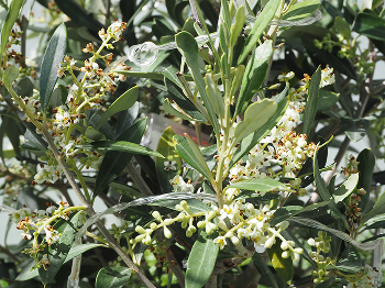 Some Plants